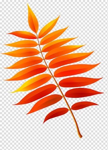 Mountain-ash Leaf Abscission Maple Tree, Thanks Giving transparent background PNG clipart