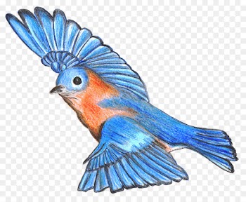 Mountain bluebird Drawing Bluebird of happiness Lovebird - bird 
