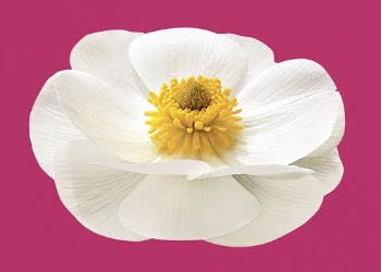 Mountain buttercup, white flower clipart | Free Photo - rawpixel