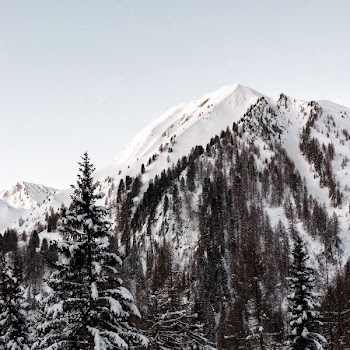mountain covered with snow and surrounded with trees