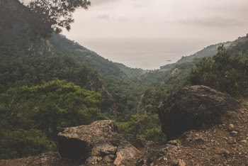 Mountain Covered With Tree