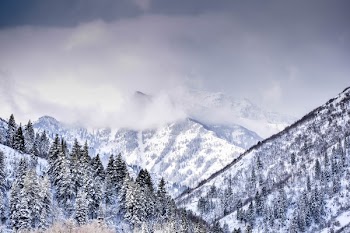 Mountain Covered With Trees and Snow