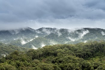 Mountain Covered With Trees Under Blue Sky