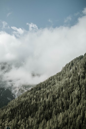 Mountain Forest