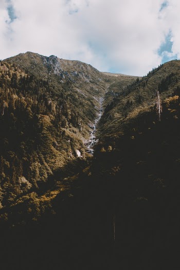 Mountain Forest