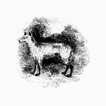 Mountain fox vintage drawing | Free stock vector - 572382