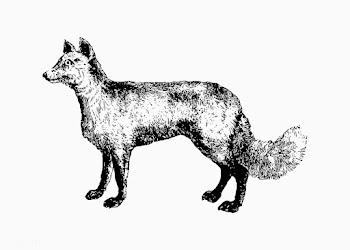 Mountain fox vintage drawing | Free stock vector - 572541
