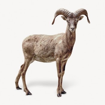 Mountain goat isolated on white, | Free PSD - rawpixel