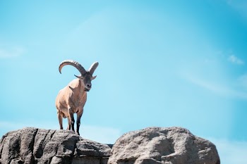 Mountain Goat On Top Of Rocky Terrain