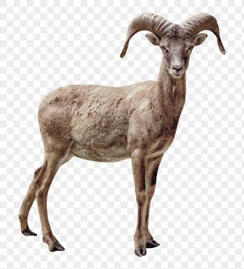 Mountain goat png clipart, wildlife, | Free PNG - rawpixel