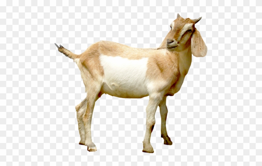 Mountain Goat Png Hd Transparent Mountain Goat Hdpng - Side View Goats Png