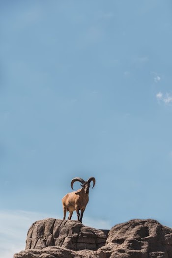 Mountain Goat Vertical With Blue Sky