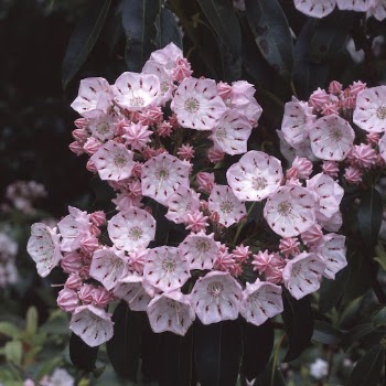Mountain laurel flowers. Free public | Free Photo - rawpixel