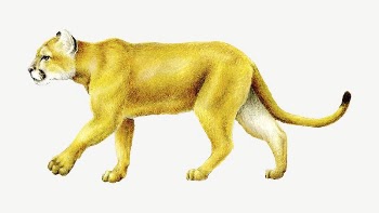 Mountain Lion isolated psd  | Free PSD - rawpixel