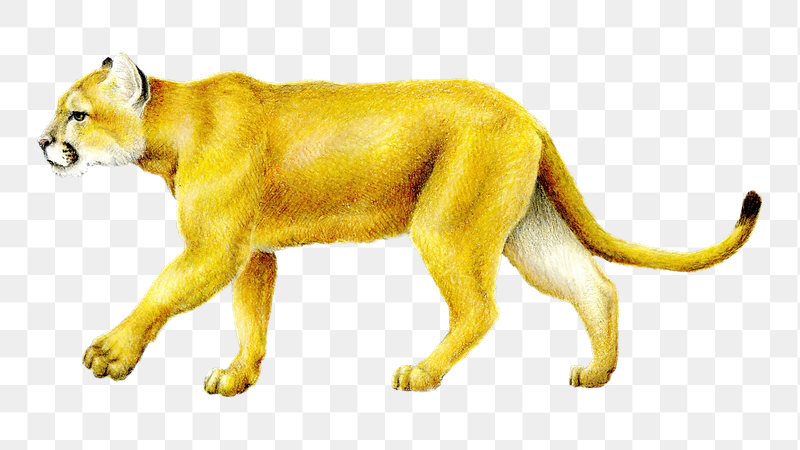 Mountain Lion png, transparent background | Free PNG - rawpixel