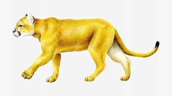 Mountain Lion, vintage illustration | Free Photo - rawpixel