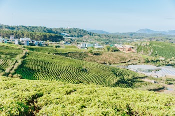 Mountain of Green Leafed Plants