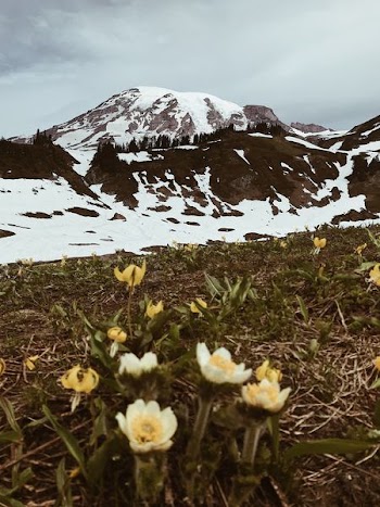 mountain peak near flowers
