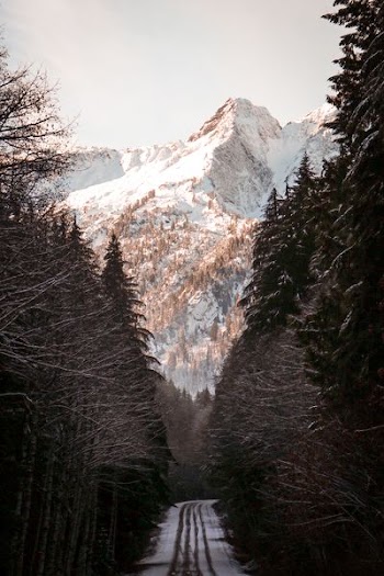 mountain surrounded by trees