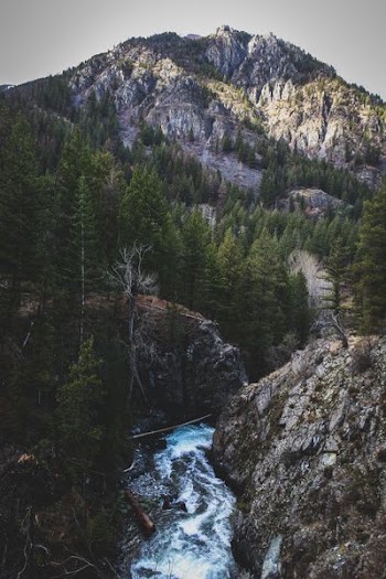 mountain surrounded with pine trees