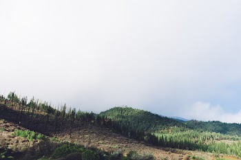 Mountain With Trees