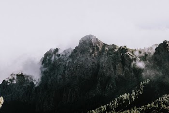 mountain with trees