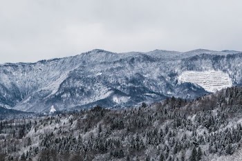 mountain with trees coated with snow