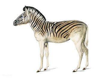 Mountain Zebra (Dauw) illustrated by Charles .. | Free stock vector - 467649