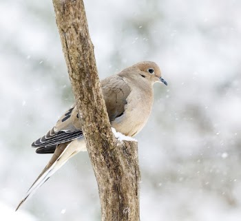 Mourning dove in snow. Free | Free Photo - rawpixel