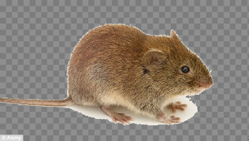 Mouse Animal (Mice) PNG Transparent Images | PNG All