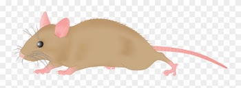Mouse Clipart - Mouse Clipart Png