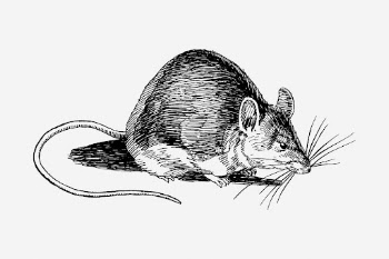 Mouse drawing, vintage animal illustration. | Free Photo - rawpixel