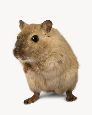 Mouse  isolated on off white | Free Photo - rawpixel