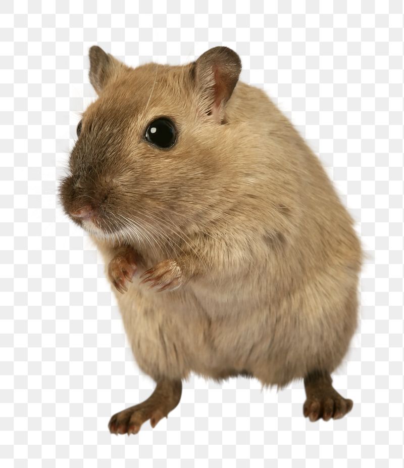 Mouse  png sticker, transparent | Free PNG - rawpixel