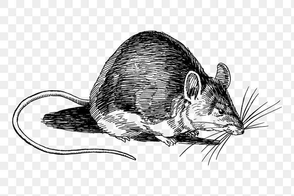 Mouse png sticker, vintage animal | Free PNG - rawpixel