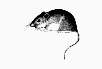 Mouse shade drawing | Free stock vector - 562340