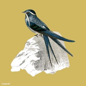 Moustached (Cypselus mystaceus) illustrated b.. | Free stock vector - 467468