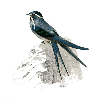 Moustached (Cypselus mystaceus) illustrated b.. | Free stock vector - 467518