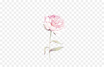 Moutan peony Download Computer file - Pink peony 