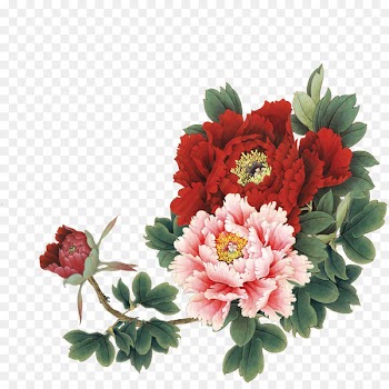 Moutan peony Download - peony 