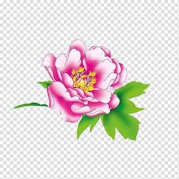 Moutan peony Floral design, peony transparent background PNG clipart