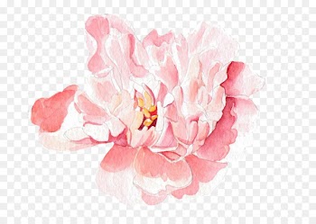 Moutan peony Floral design Watercolor painting - Pink rose 