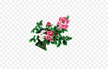 Moutan peony Mooncake - peony 