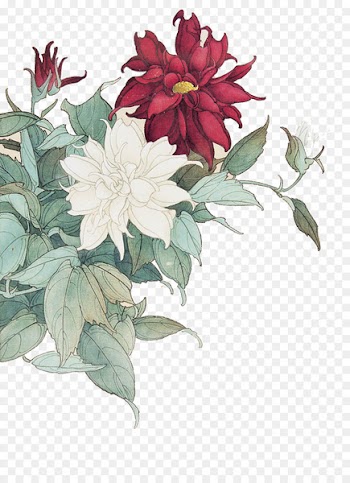 Moutan peony Paeonia lactiflora Red - Red peony white peony 