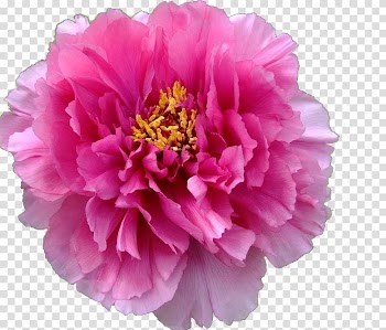 Moutan peony , Peony flower transparent background PNG clipart