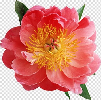 Moutan peony Pink flowers , Flower pattern Flower label transparent background PNG clipart