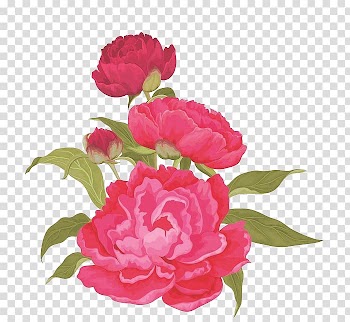 Moutan peony Pink , Red peony flowers transparent background PNG clipart