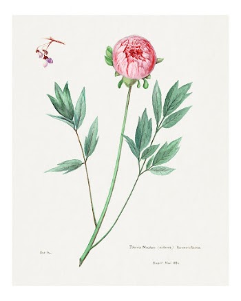 Moutan peony vintage art print, | Free Photo - rawpixel