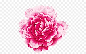 Moutan peony Watercolor painting - Peony 