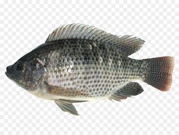 Mozambique tilapia Fish farming Food - fish 